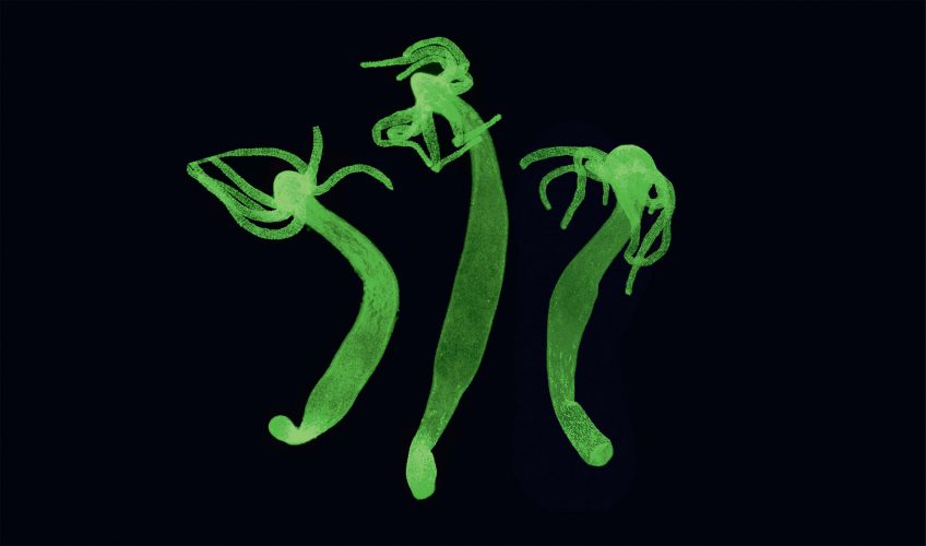 L’hydre d'eau douce, cet animal immortel des étangs