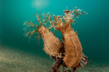 L'holothurie se défend en vomissant son intestin
