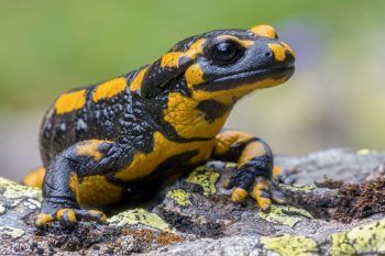 La salamandre peut faire repousser un de ses membre amputer