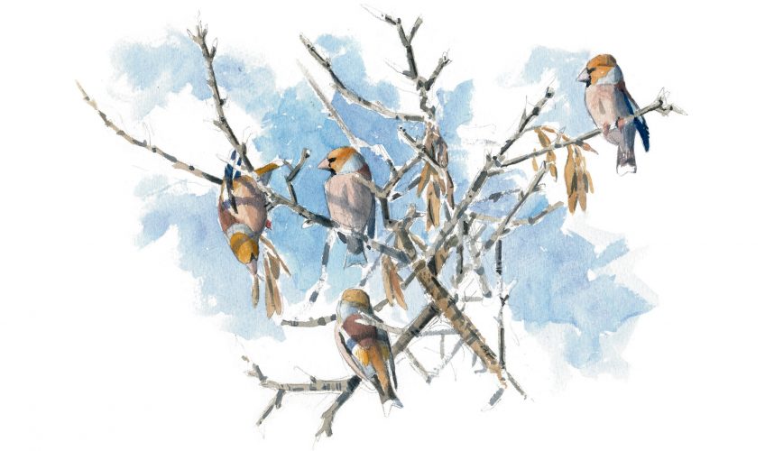 Voilà les grosbecs, des oiseaux aux maxi pifs et gros bidons.