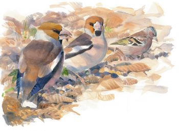 Quelle différences entre grosbec et pinson des arbres ?