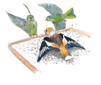 Voilà les grosbecs, des oiseaux aux maxi pifs et gros bidons à la mangeoire