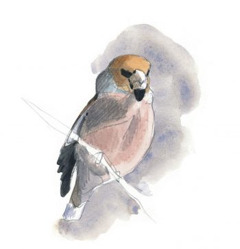 Voilà les grosbecs, des oiseaux aux maxi pifs et gros bidons.