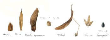 Que mange le grobec casse noyaux ?