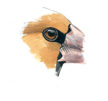 Voilà les grosbecs, des oiseaux aux maxi pifs et gros bidons.