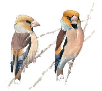 Voilà les grosbecs, des oiseaux aux maxi pifs et gros bidons.