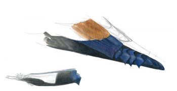 Comment reconnaitre un grosbec mâle d'une femelle ?