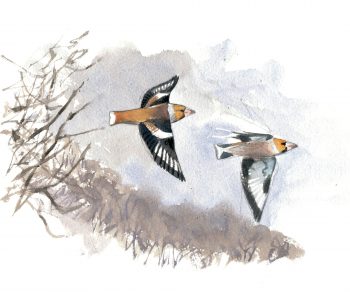 Voilà les grosbecs, des oiseaux aux maxi pifs et gros bidons.