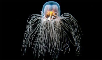Non, malgré ses talents de voyageuse du temps et son apparence surnaturelle, la méduse Turritopsis dohrnii ne vient pas d'une autre planète.  Non, malgré ses talents de voyageuse du temps et son apparence surnaturelle, la méduse Turritopsis dohrnii ne vient pas d'une autre planète.
