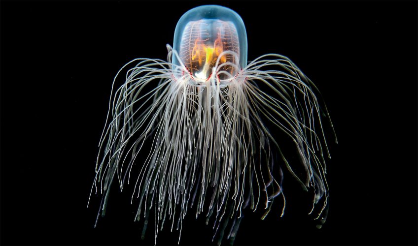 Turritopsis dohrnii, la méduse qui retombe en enfance quand ça l'arrange