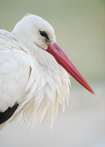 Pas de plumes grises ni d'arthrite ! La cigogne blanche, comme la plupart des oiseaux, ne montre aucun signe de sénescence.