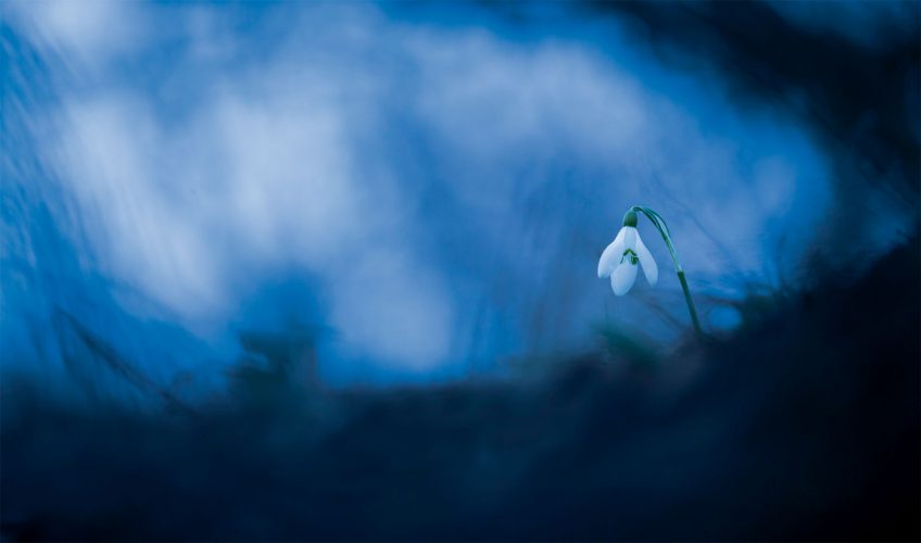 Les photos macro de perce-neige et d'autres fleurs de Carole Reboul