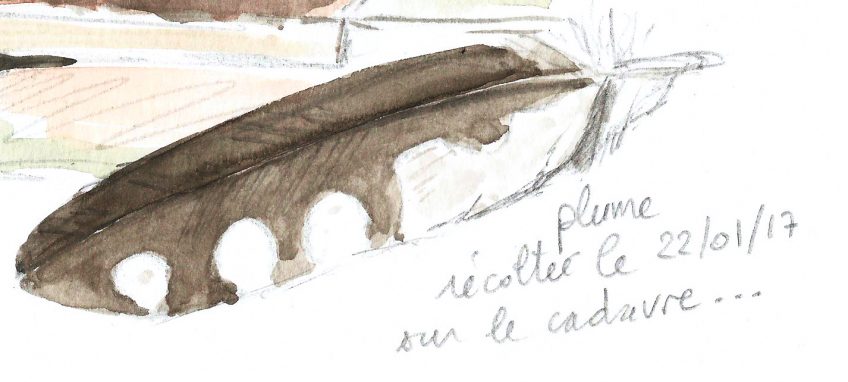 En mémoire de la chouette chevêche - La Salamandre
