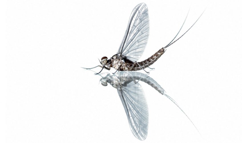 Découvrez pourquoi l'éphémère vit en fait plus longtemps qu'une journée !