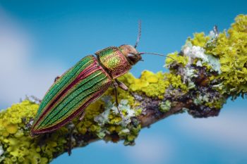 Quel insecte vit le plus longtemps ?