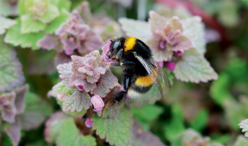 Pourquoi les bourdons sont-ils poilus ?