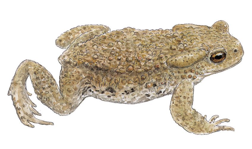 Top départ pour la saison de reproduction du crapaud commun