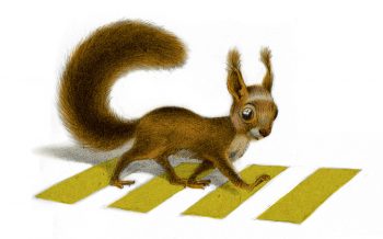 L'écuroduc : un pont pour sauver les écureuils