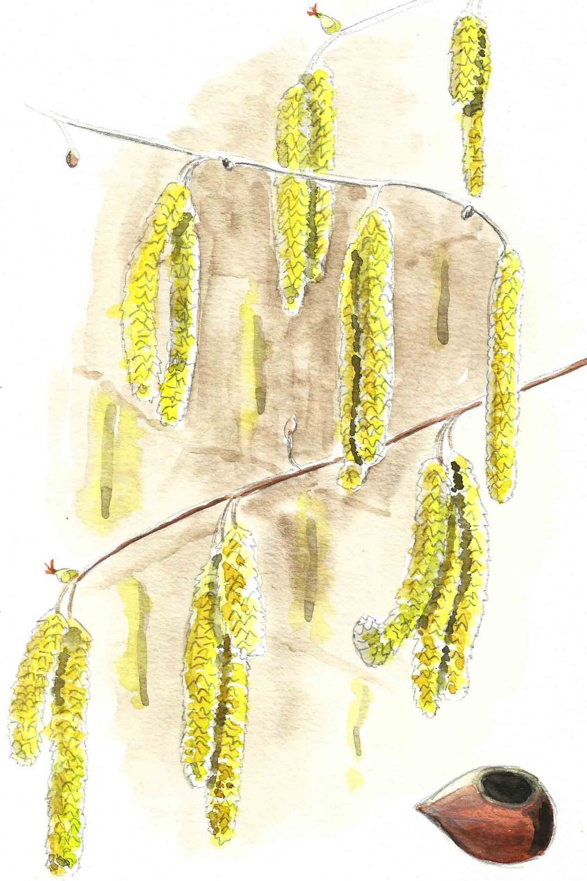 Février et l'arbre de la lumière le noisetier - La Salamandre