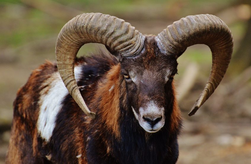 mouflon