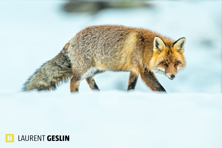 Histoires d'images - L'odyssée du renard