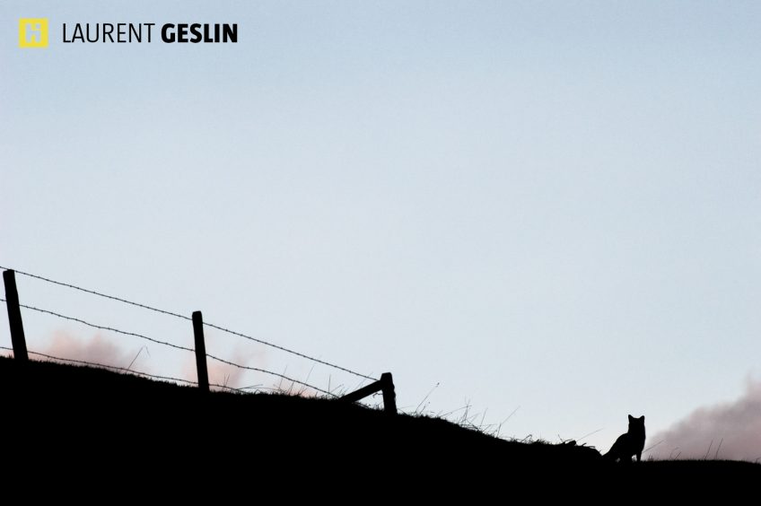 Histoires d'images - L'odyssée du renard