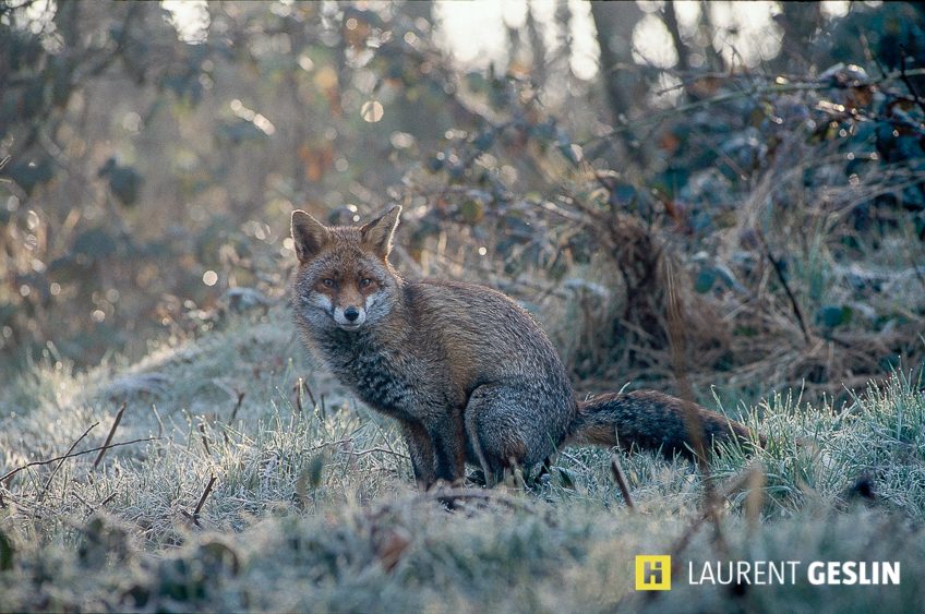 Histoires d'images - L'odyssée du renard