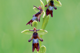 Ophrys mouche / © David Kjaer /Naturepl.fr