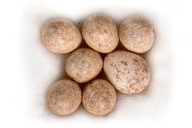 1 : Rougegorge familier / © P.Wagneur / muséum Genève