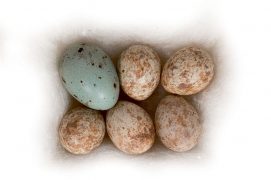 10 : Gobemouche gris / © P.Wagneur / muséum Genève