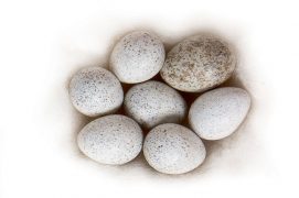 11 : Bergeronnette grise / © P.Wagneur / muséum Genève