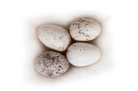 12 : Bruant jaune / © P.Wagneur / muséum Genève