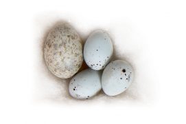 13 : Pinson des arbres / © P.Wagneur / muséum Genève