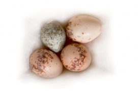 14 : Pie-grièche écorcheur / © P.Wagneur / muséum Genève