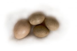 15 : Phragmite des joncs / © P.Wagneur / muséum Genève