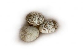 16 : Rousserolle effarvate / © P.Wagneur / muséum Genève