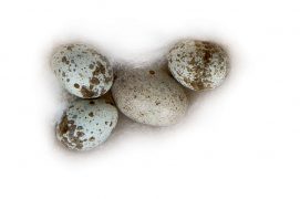 17 : Rousserolle verderolle / © P.Wagneur / muséum Genève