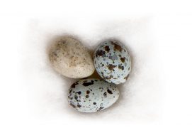 18 : Rousserole turdoïde / © P.Wagneur / muséum Genève