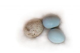 2 : Accenteur mouchet / © P.Wagneur / muséum Genève