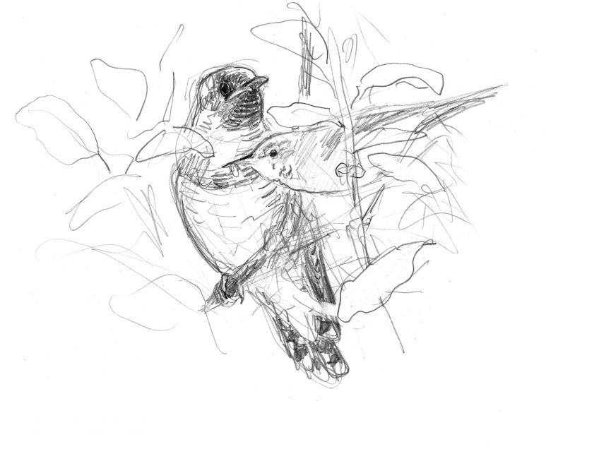 2 juillet
Les parents adoptifs rousserolles viennent le nourrir.
 Les dessins de coucou gris du peintre naturaliste Jean Chevallier