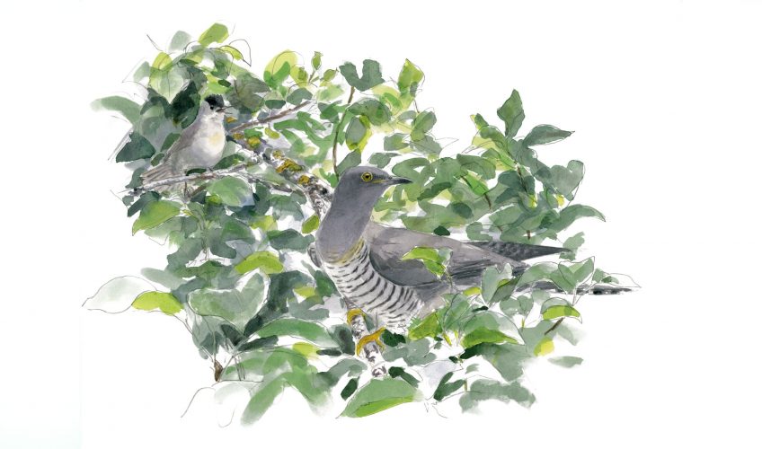 Les dessins de coucou gris du peintre naturaliste Jean Chevallier