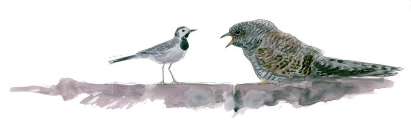 28 juillet
Petit coucou a désormais
une silhouette d’adulte, avec une curieuse bosse à la nuque. Les dessins de coucou gris du peintre naturaliste Jean Chevallier