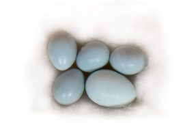 3 : Rougequeue à front blanc / © P.Wagneur / muséum Genève