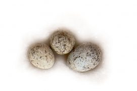 4 : Fauvette grisette / © P.Wagneur / muséum Genève