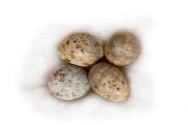 5 : Fauvette à tête noire / © P.Wagneur / muséum Genève