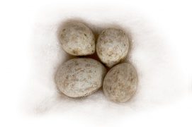 6 : Fauvette des jardins / © P.Wagneur / muséum Genève