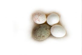 7 : Troglodyte mignon / © P.Wagneur / muséum Genève