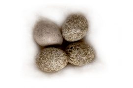 8 : Alouette des champs / © P.Wagneur / muséum Genève