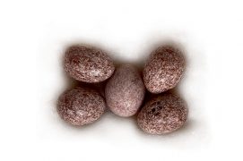 9 : Pipit des arbres / © P.Wagneur / muséum Genève