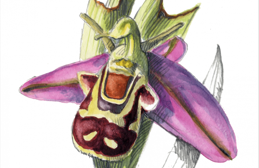 Les orchidées ont des fleurs qui ressemblent à des insectes pour les attirer